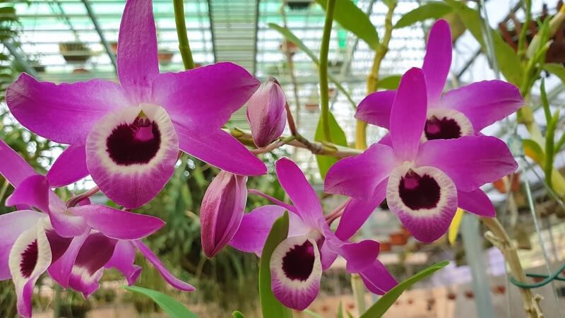 【Top 7】Những loài hoa tượng trưng cho vẻ đẹp