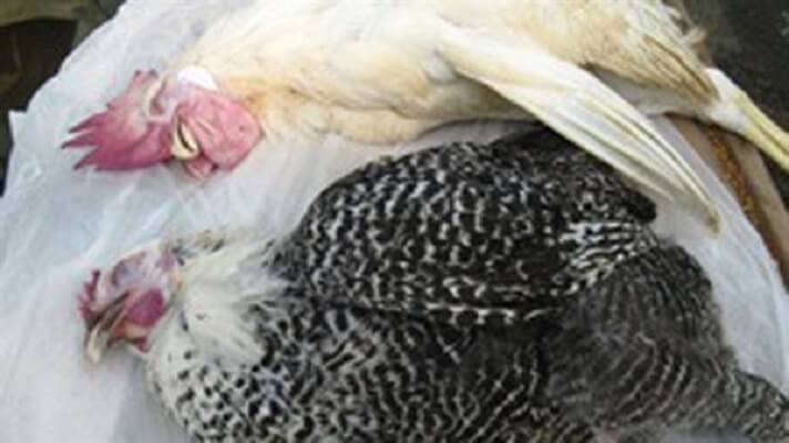 Bệnh Leukosis trên gà gây hại như thế nào trong chăn nuôi? - Tiến Thắng Vet