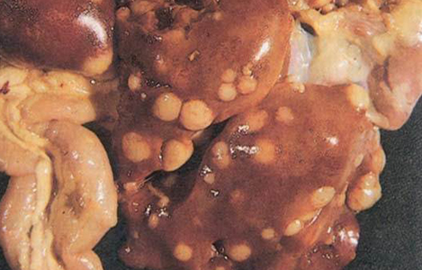 Bệnh Leuco trên gà và biện pháp phòng trị - Chăn nuôi Việt Nam