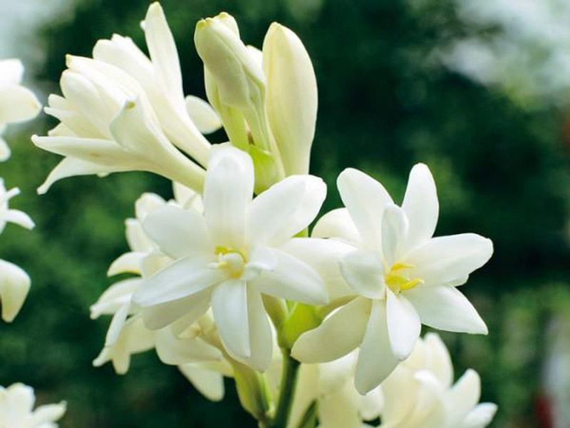 Ý nghĩa hoa huệ ta trắng tinh khôi