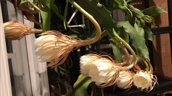 Hoa quỳnh hương - Loài hoa nổi tiếng với nhiều bài thuốc chữa bệnh