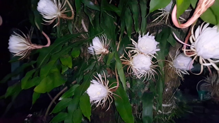 Hoa quỳnh hương - Loài hoa nổi tiếng với nhiều bài thuốc chữa bệnh